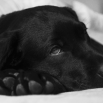 犬も「仮病」を使うって本当？その理由や病気との見分け方、対処法についてご紹介！