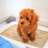 なんで食べちゃうの⁉犬の食糞行動の原因・対処法と食糞しやすい犬種について