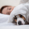 愛犬と一緒に寝てはいけないって本当？人と犬が寝る位置関係で分かる犬の心理について