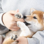 子犬が甘噛みする理由は？噛み癖に繋がる原因や噛む時の対処法・注意点について