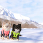 【2022-2023年冬版】愛犬と一緒に雪遊び！わんちゃんOKのスキー場＆スノードッグランやスノーシューツアー特集