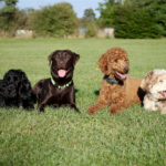 初心者必見！初めて犬を飼う人が知っておきたいポイントと向いている犬種5選