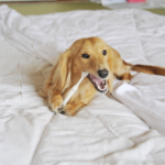 犬は歯磨きで寿命が延びる！？歯周病の危険性や歯磨きに慣らす方法・口腔ケア時の注意点