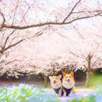 2023年春♡愛犬と一緒にお花見しよう！わんちゃん同伴可能な桜まつり5選！