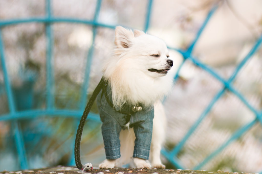 愛犬の花粉症予防に!最適な食材や体に花粉が付いた時の予防アイテムをご紹介!