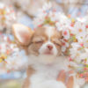 愛犬と桜を満喫しよう！インドア花見カフェ＆レストラン3選！＜首都圏版＞