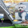 【関東】BBQペット同伴可！愛犬と手ぶらでバーベキューが楽しめるおすすめスポット５選！