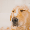 犬をシャンプーする時は原液NG⁉正しいシャンプー剤の選び方や使い方・洗い方について