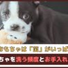 「犬のおもちゃは菌がいっぱい?!」夏に向けて知りたいおもちゃを洗う頻度とお手入れ方法