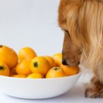 愛犬にびわを与えても大丈夫？栄養豊富だけど種や葉は危険です！