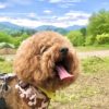 【栃木県・日光まなかの森キャンプ＆スパリゾート】へ愛犬同伴でキャンプへ行ってきた♪宿泊レポート！