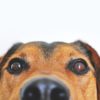 犬の指紋ならぬ鼻紋って？犬の嗅覚の凄さや鼻紋認証アプリについて