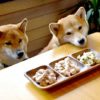 愛犬はどのくらい食べたら満腹感を得られるの？満腹のサインや満腹感を与える食事方法とは？