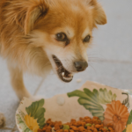 犬も食中毒を起こす？ワンちゃんが気を付けたい食中毒の原因と症状・注意点をご紹介