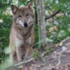 オオカミの遺伝子に一番近い犬は日本犬⁉遺伝的にオオカミに近い犬種14選！