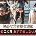 初めて犬を飼う方におすすめの犬種・おすすめしない犬種は？