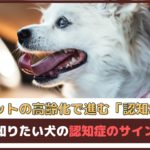 「ペットの高齢化で進む認知症」早めに知りたい犬の認知症のサインと対策