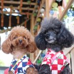 愛犬と夏のイベントを楽しもう♪ペット同伴可イベント8選【関東編】