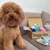 ドギーボックス【Doggy Box】って本当にいいの？愛犬テトに使ってみた感想