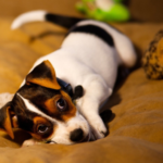 愛犬が夜鳴きする理由って？犬の年齢別夜鳴きの割合や原因・対策について解説！
