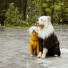 雨の日の散歩で大活躍！レインコートのタイプ別特徴やオススメ犬用レインコートをご紹介！