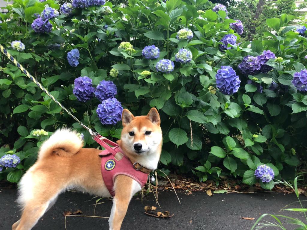 犬の紫陽花中毒に要注意!紫陽花に含まれる毒や誤食によって起こる症状
