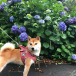 犬の紫陽花中毒に要注意！紫陽花に含まれる毒や誤食によって起こる症状や対処法について