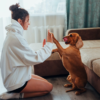 雨の日は室内遊びでストレス発散！犬種別で分かるオススメの遊び方