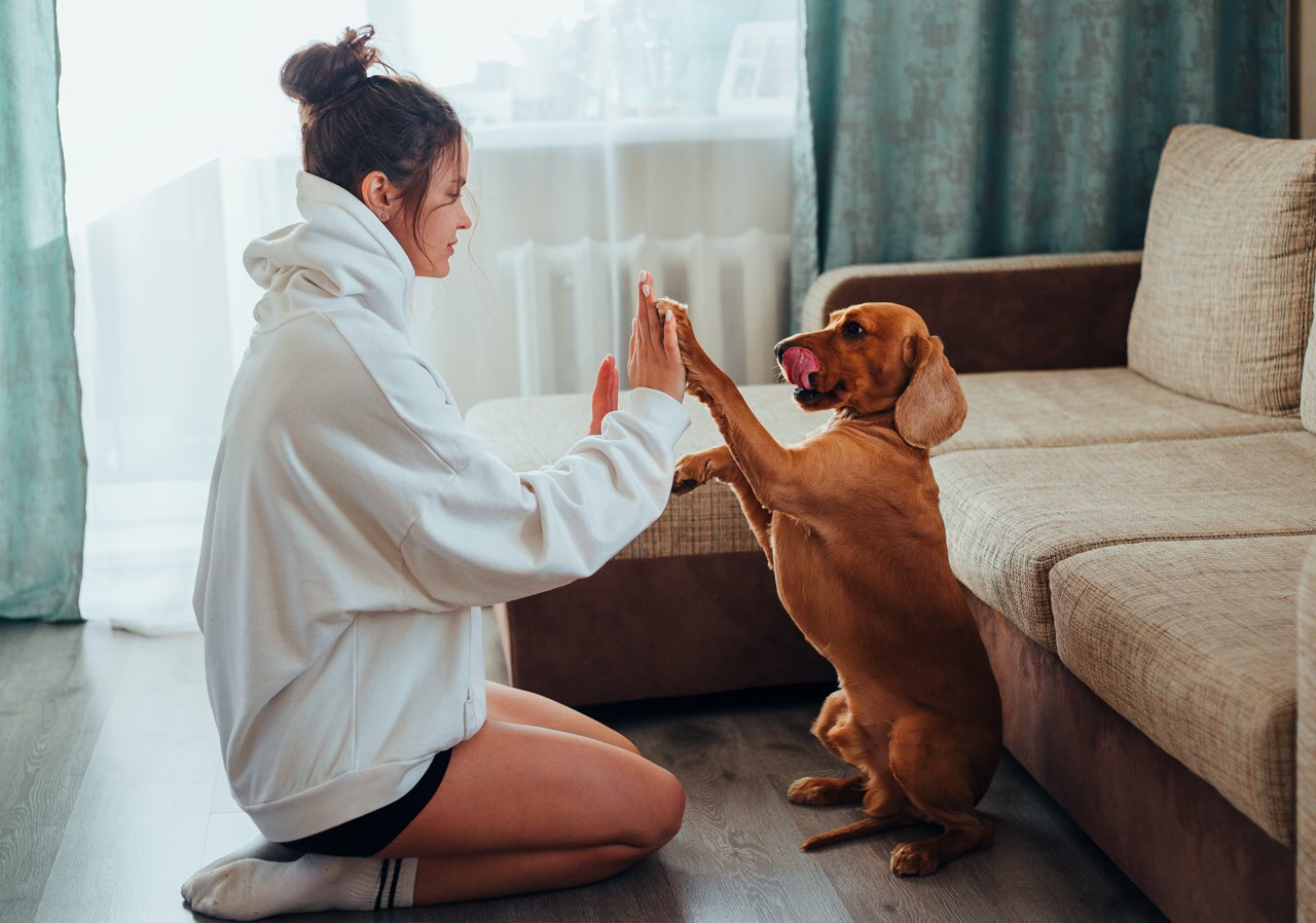 犬 と の 遊び方 室内