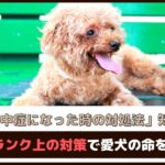 「犬が熱中症になった時の対処法知ってる？」ワンランク上の対策で愛犬の命を守ろう