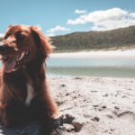 夏場の犬の過ごし方！愛犬が日本の夏を快適に過ごすためのアイテムや方法をご紹介！