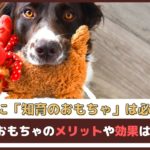 「犬に知育のおもちゃは必要？」知育のおもちゃのメリットや効果はあるの？