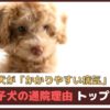 「子犬がかかりやすい病気は？」子犬の通院理由トップ5