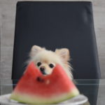 愛犬も食べられる夏の味覚「果物」６選！