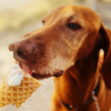 熱中症予防に！犬が食べられるオススメ【犬用アイスクリーム】7選！