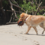 犬にココナッツオイルを与えていいの？主な成分や適正量・効果についてご紹介！