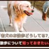 「老犬のお散歩どうしてる？」老犬の散歩について知っておきたいこと7つ