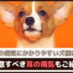 「耳の病気にかかりやすい犬種は？」 注意すべき耳の病気もご紹介