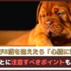 「愛犬が5歳を迎えたら心臓に注意」年齢ごとに注意すべきポイントもご紹介