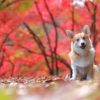 【関東近郊】愛犬と行けるおすすめ「人気紅葉スポット８選！」（2023年版）