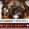 「愛犬の肉球がガサガサに」原因や繰り返さないためのケアをご紹介