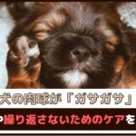 「愛犬の肉球がガサガサに」原因や繰り返さないためのケアをご紹介