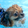 「犬の水中毒」を知っていますか？愛犬の水遊び・プールで起こる危険な中毒について