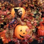 【2023最新】ハロウィンは愛犬もコスプレ！おすすめ「ハロウィン犬用コスチューム」10選！