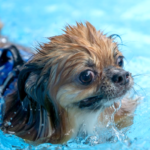 「犬の水中毒」を知っていますか？愛犬の水遊び・プールで起こる危険な中毒について