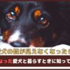 「愛犬の目が見えなくなったら?」目が悪くなった愛犬と暮らすときに知っておくべきこと