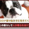 「ペットがコロナ禍で私たちに与えてくれたこと」ペットとの暮らしで人が得られる3つの効果