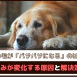 「老犬の毛がパサパサになるのはなぜ？」 毛並みが変化する原因と解決策は？