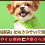 「歯周病になりやすい犬種は？」 なりやすい理由と注意すべきこと