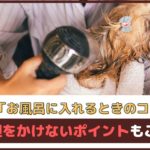 「老犬をお風呂に入れるときのコツは？」負担をかけないポイントもご紹介